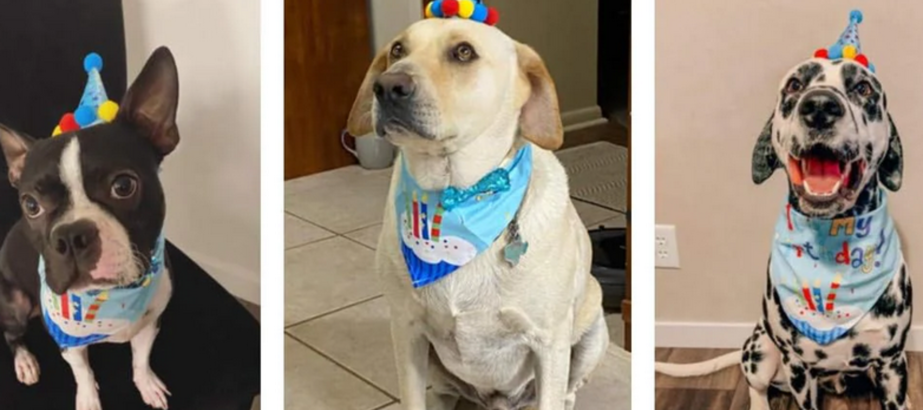 Dogs with Party Outfits, Partly and Celebration - DogBox